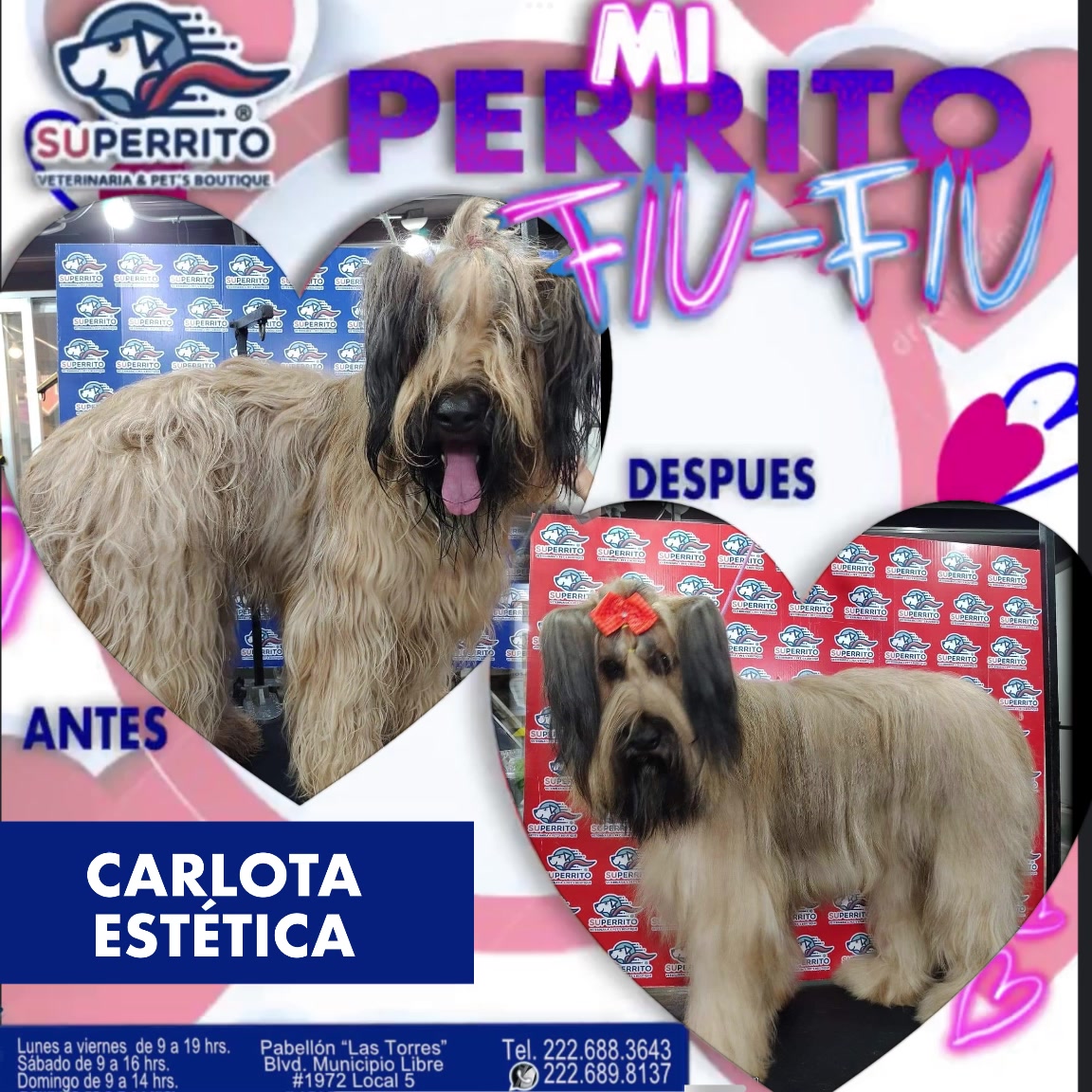 Les presentamos el antes y después de estos PERRITOS FIU FIU, que los ...