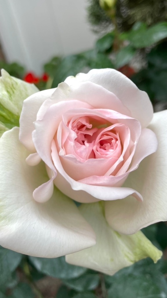 Crochet is a shrub rose bred in Japan by Makiko Kawamoto. Its