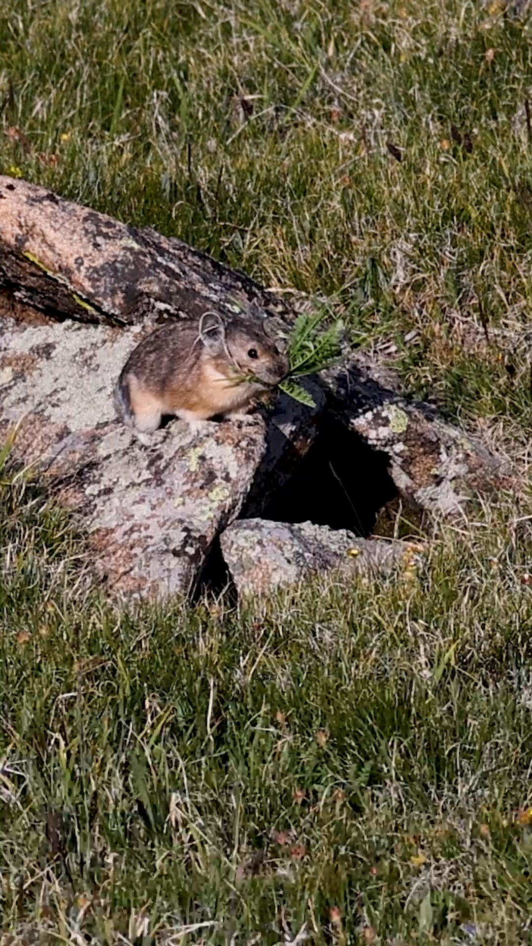 Switching it up with one of the most challenging animals to video - the ...