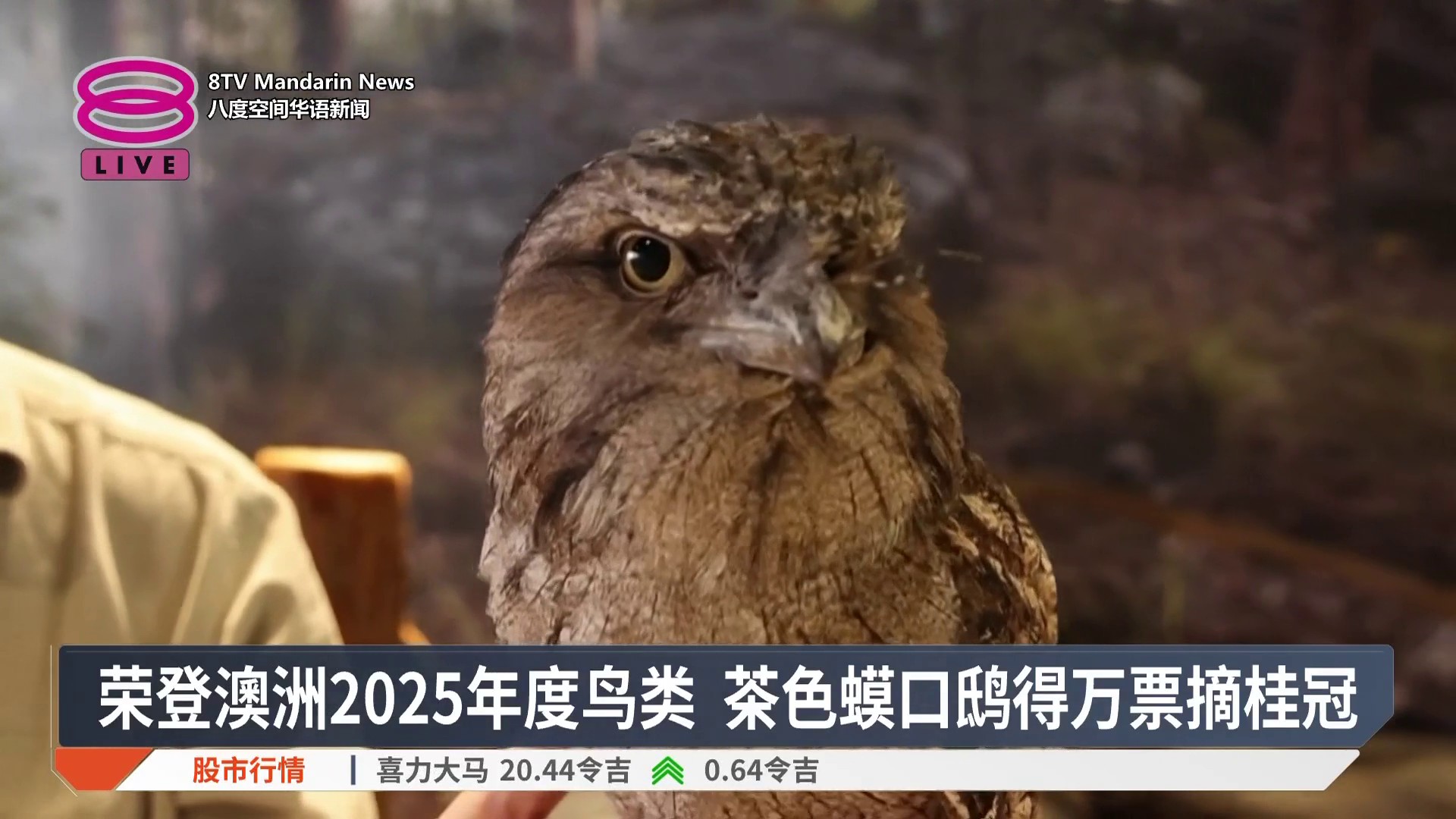 【荣登澳洲2025年度鸟类 茶色蟆口鸱得万票摘桂冠】 像猫头鹰但不是猫头鹰！茶色蟆口鸱获选为澳洲年度鸟类。 【今日主播】苏进川 / 陈薇薇 ...