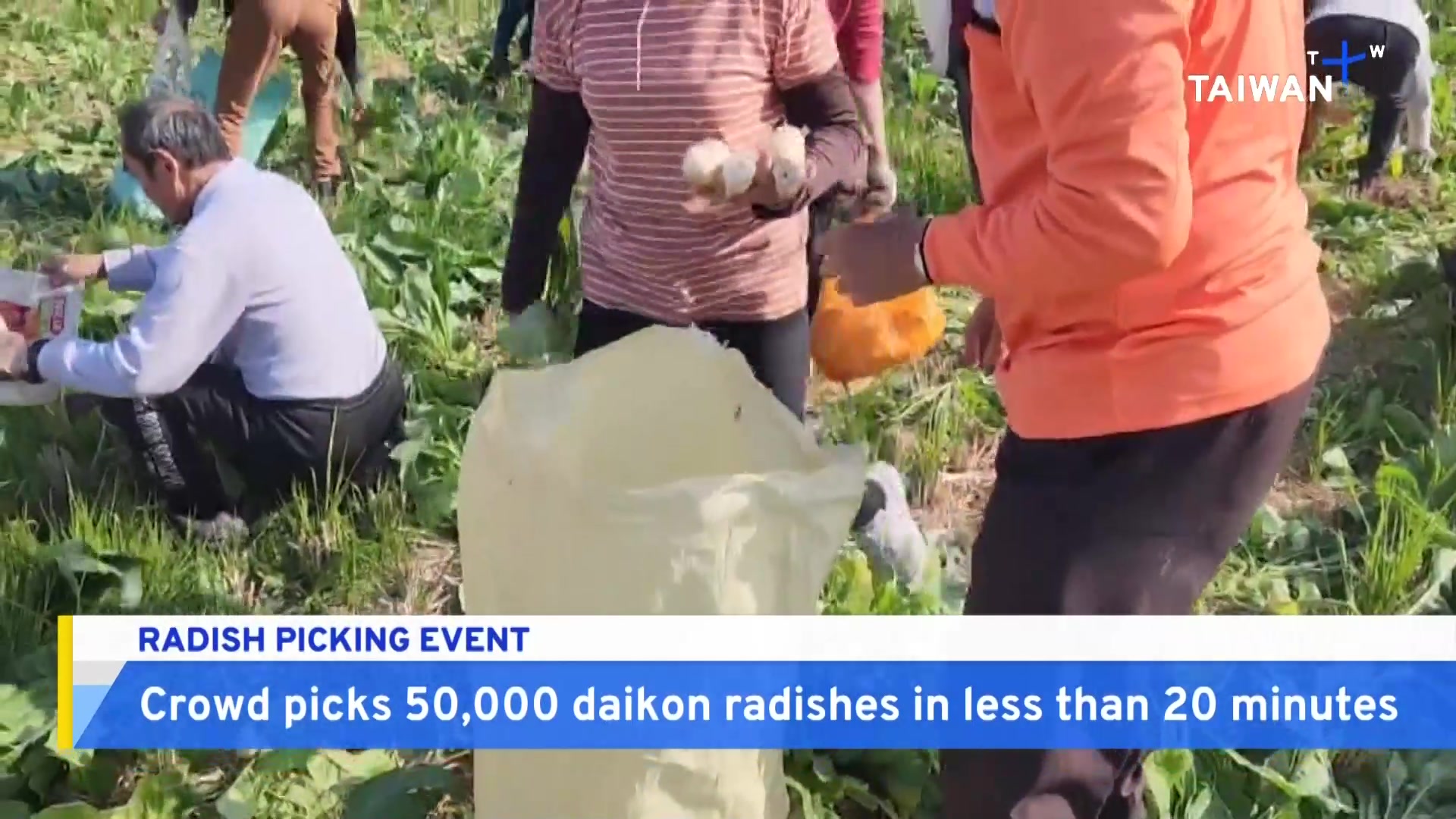20 minutes. 50,000 radishes. A crowd of several thousand peopled joined ...
