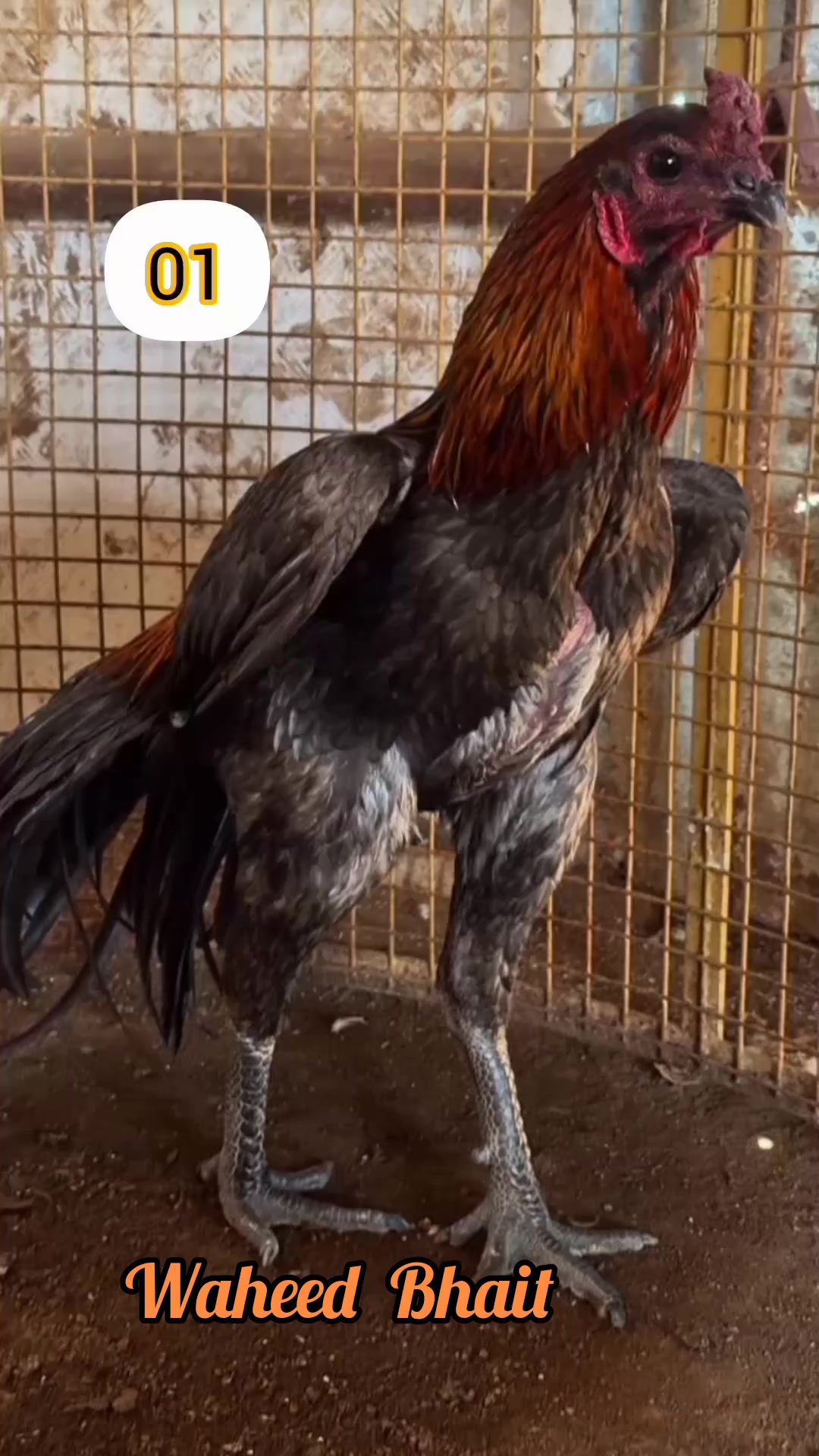 Rular Roosters #rooster #poultry #chicken #aseel #viral #trending # ...
