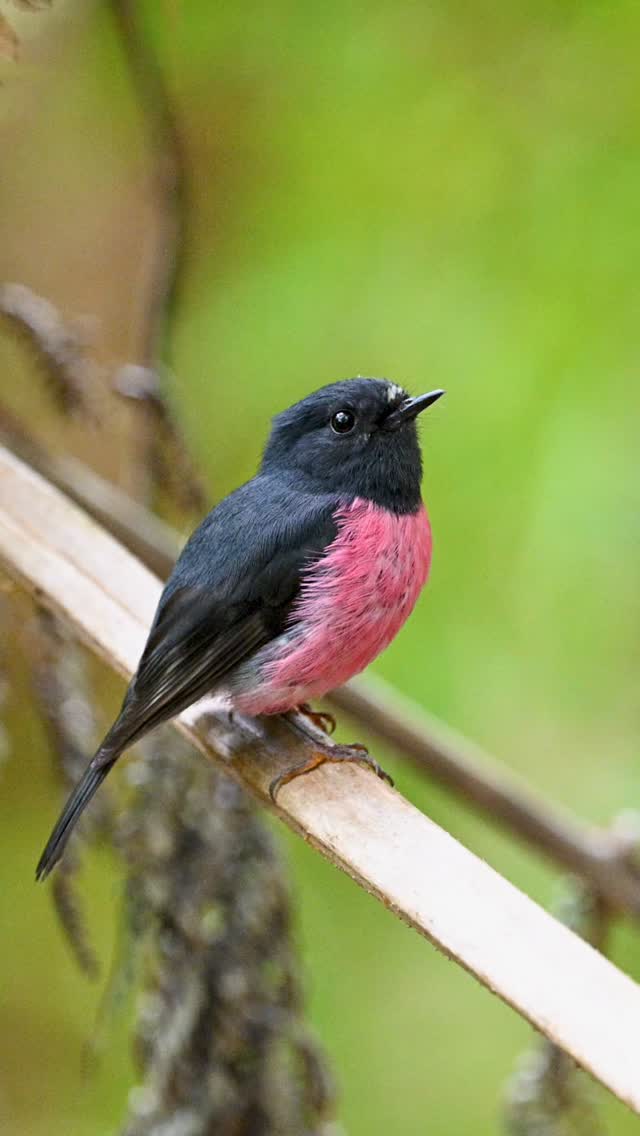 The song on a Pink Robin. #pinkrobin #birds #wildlife #nature # ...