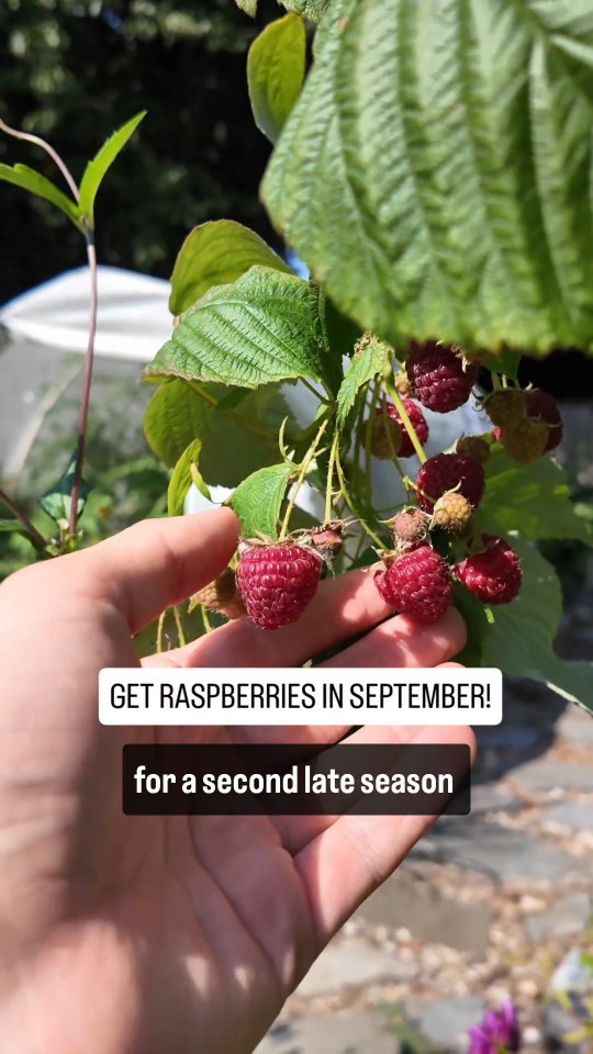 Did you know you can get a second harvest of raspberries in September ...