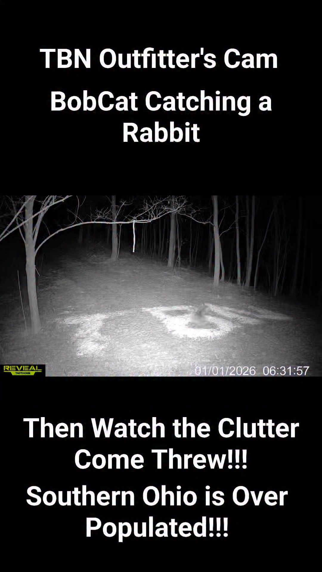 A BobCat catching a Rabbit then a Clutter of Bobcats come threw. Shows ...