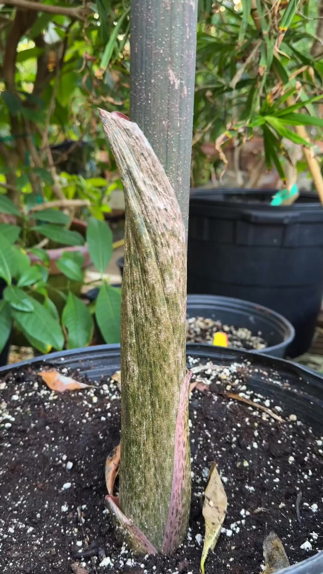 Devil's Tongue | Logee's Tropical Plants