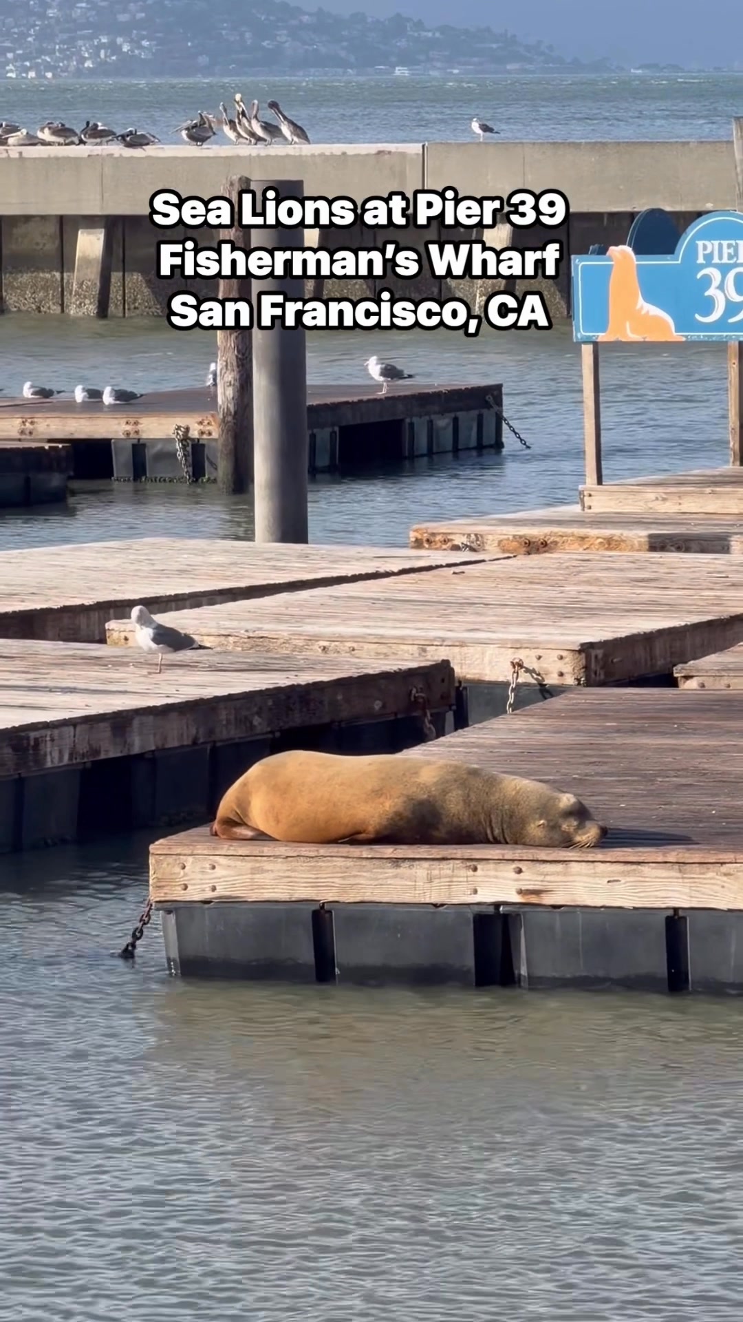 An extra-large sea lion has made its home at San Francisco's Pier