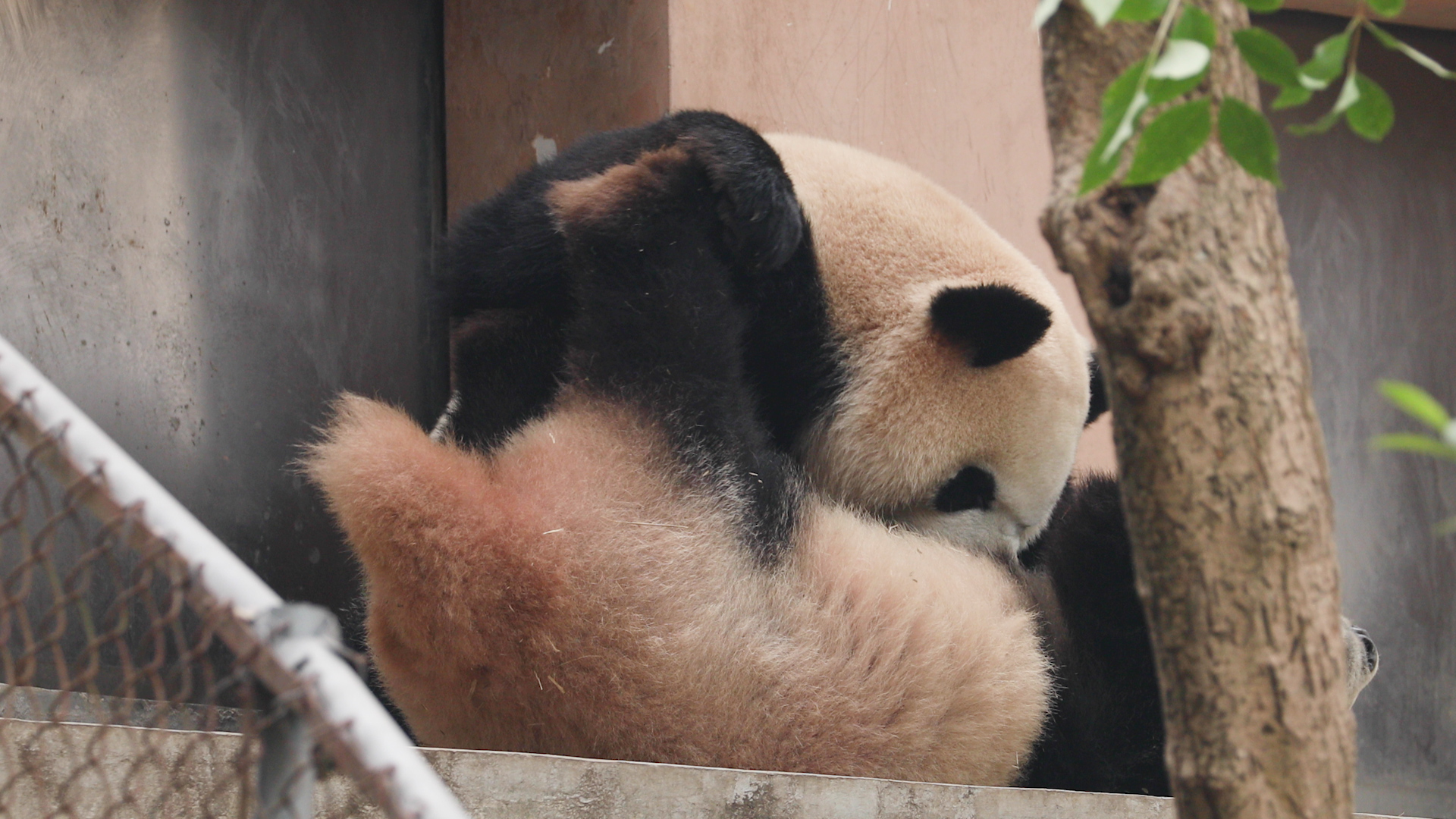 Panda's tip: Pillow is key to a more comfortable sleep. Remember to ...