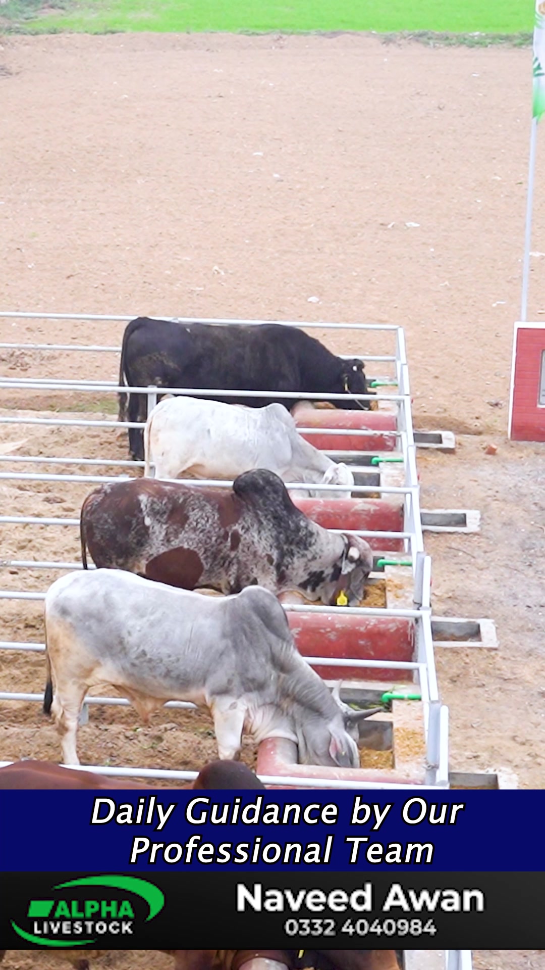 Professional Staff Daily Guidance for Healthy Animals | Alpha Livestock ...
