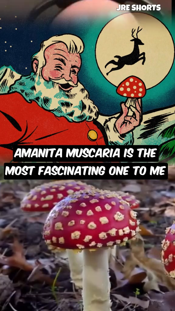 Santa Claus was a Mushroom Shaman #share #conifers #reindeer #mushroom ...