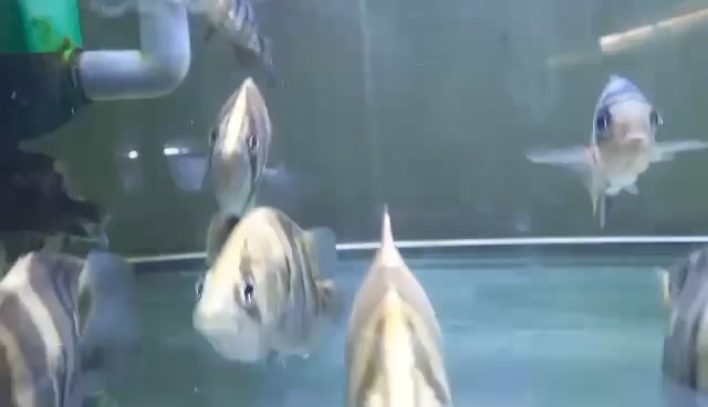 The BiG Fish Place Jr. - Cartimar | Pasay City