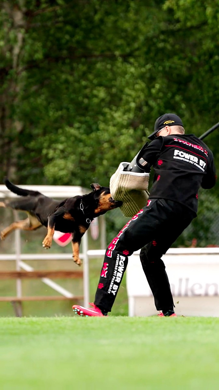 Team Extreme Extra at FCI IGP qualification 2025 🤩 B-86 C-90 | Team ...