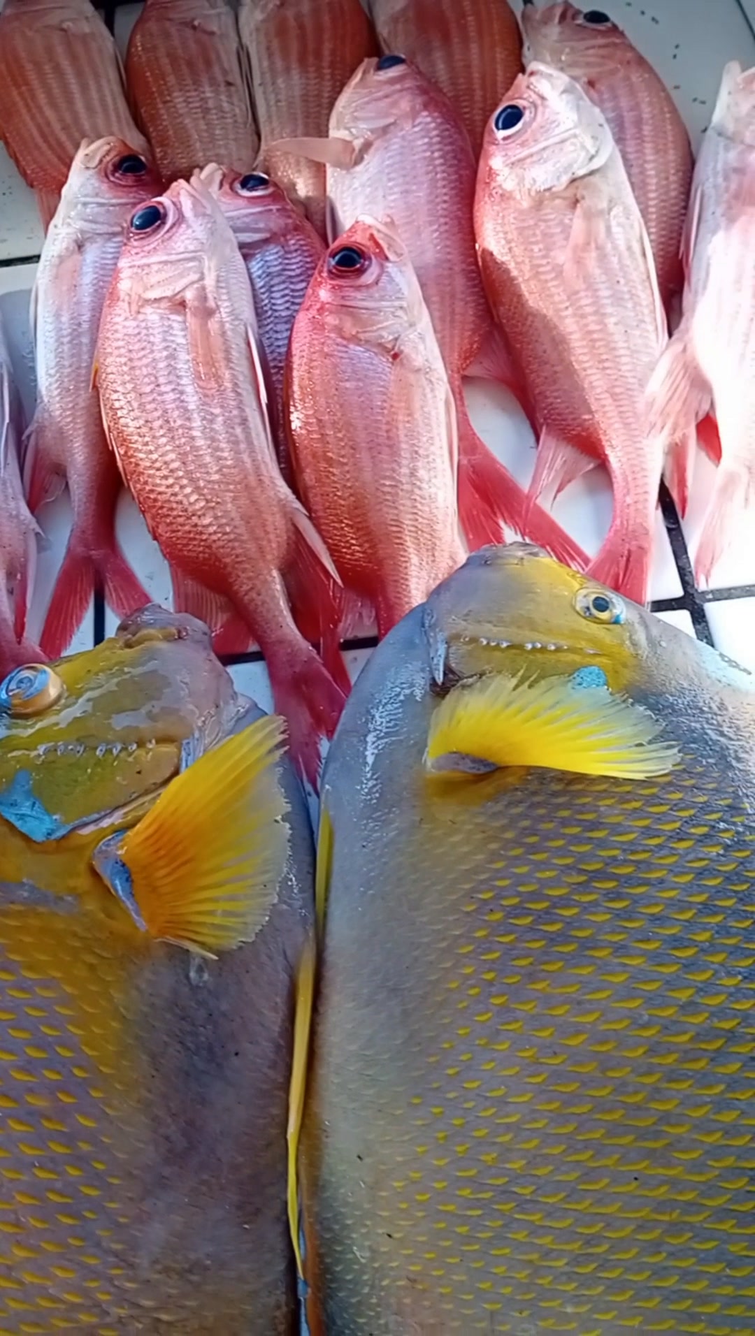 SIMPSONBAY FISH MARKET TEL 5233213 NICE WRENCHMAN CLEAN..$10KG NICE ...