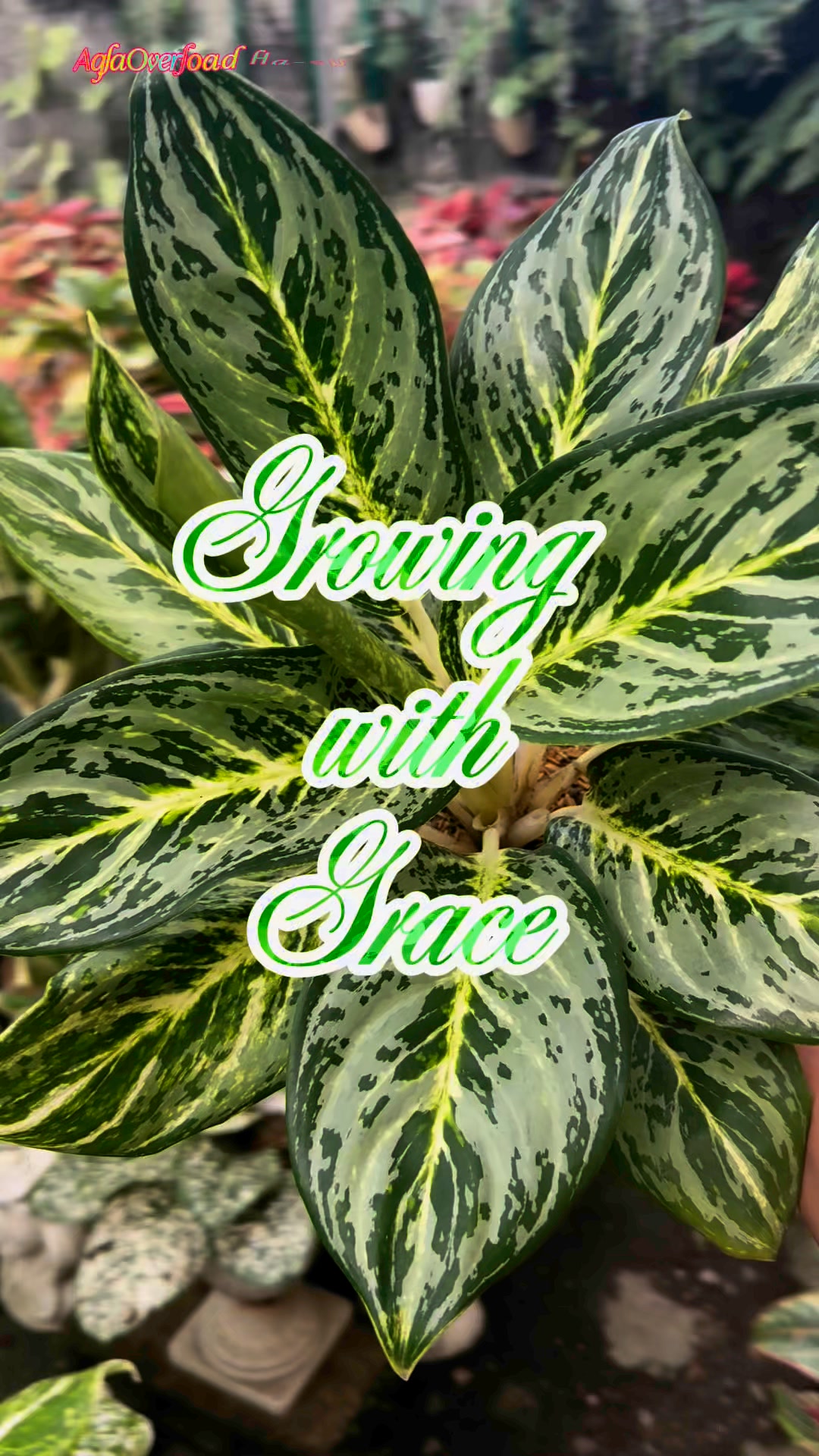 Very lush Aglaonema Sky Velvet #aglaonema #juanitosgarden