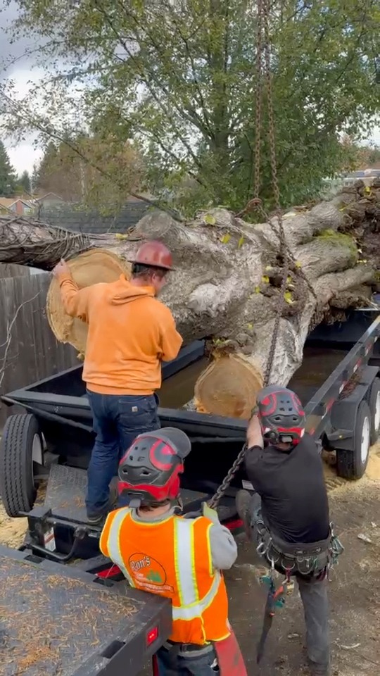 135 ton crane today removing (2) cottonwood trees. One failed during ...