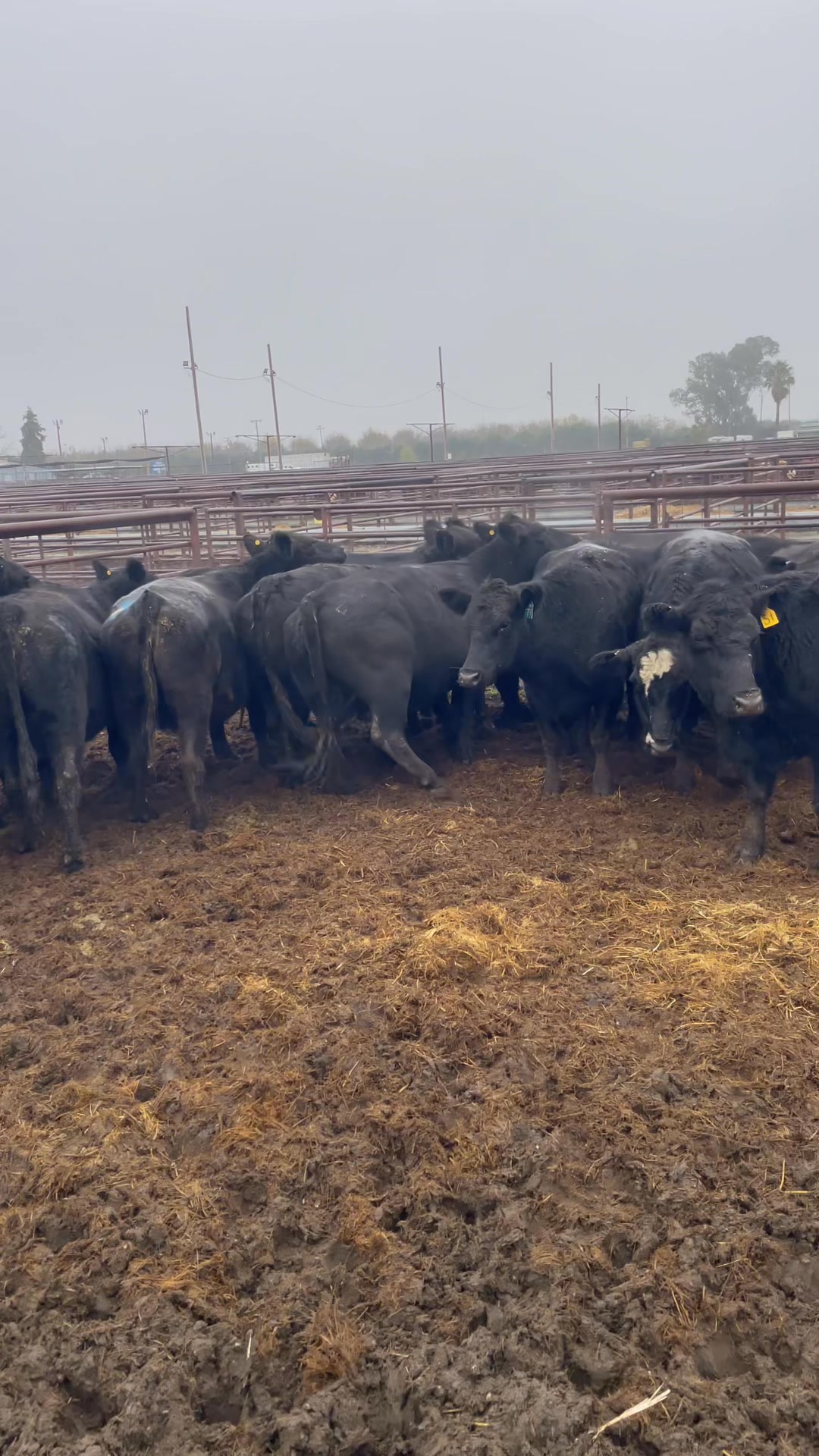 Here is a video of the Ferrell bred cows out of Lakeview. Nice cows ...