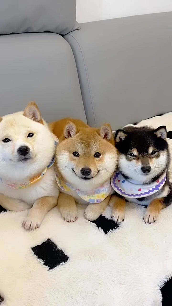 Cute Best Friend forever 🐾💖 | Shiba Inu Life | Facebook