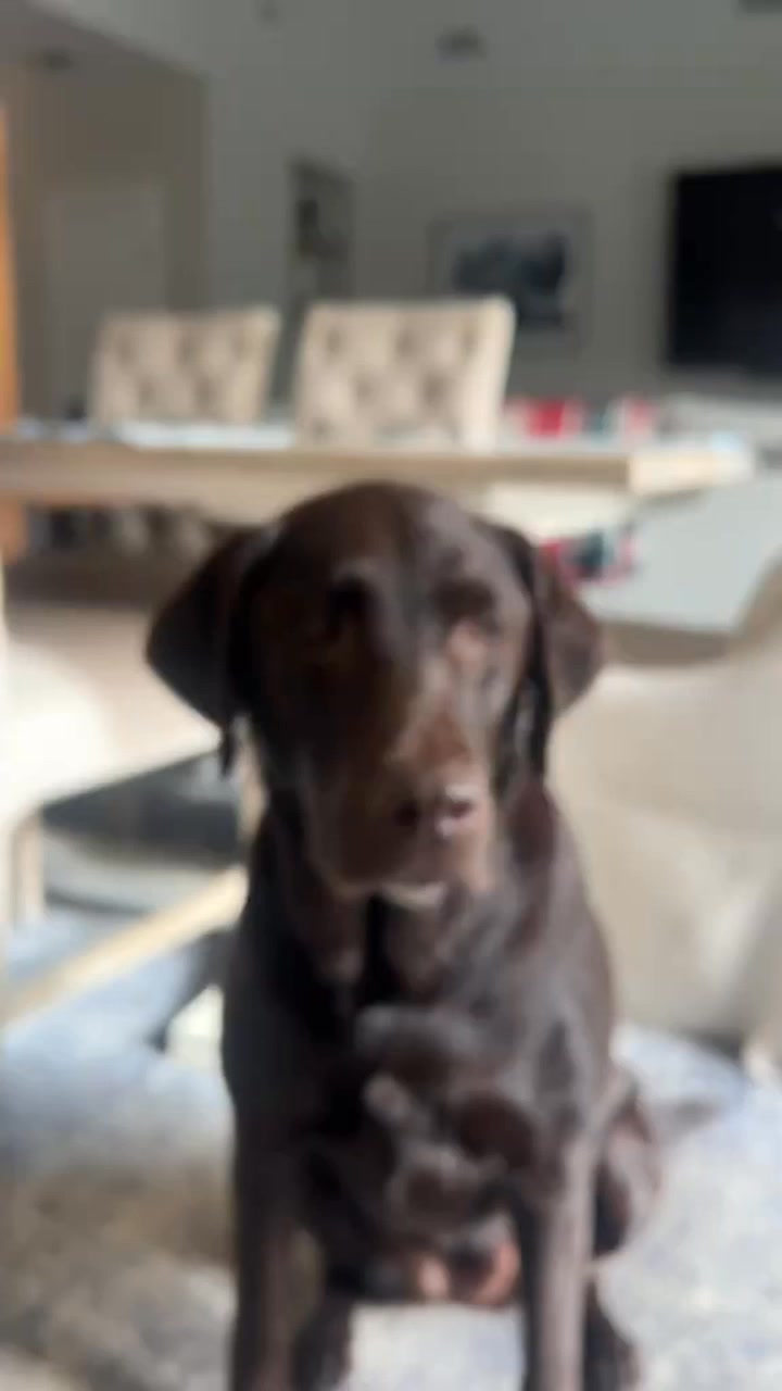 Clearing out our drafts and reminiscing 🥹 Labradors, the best dogs ever ...