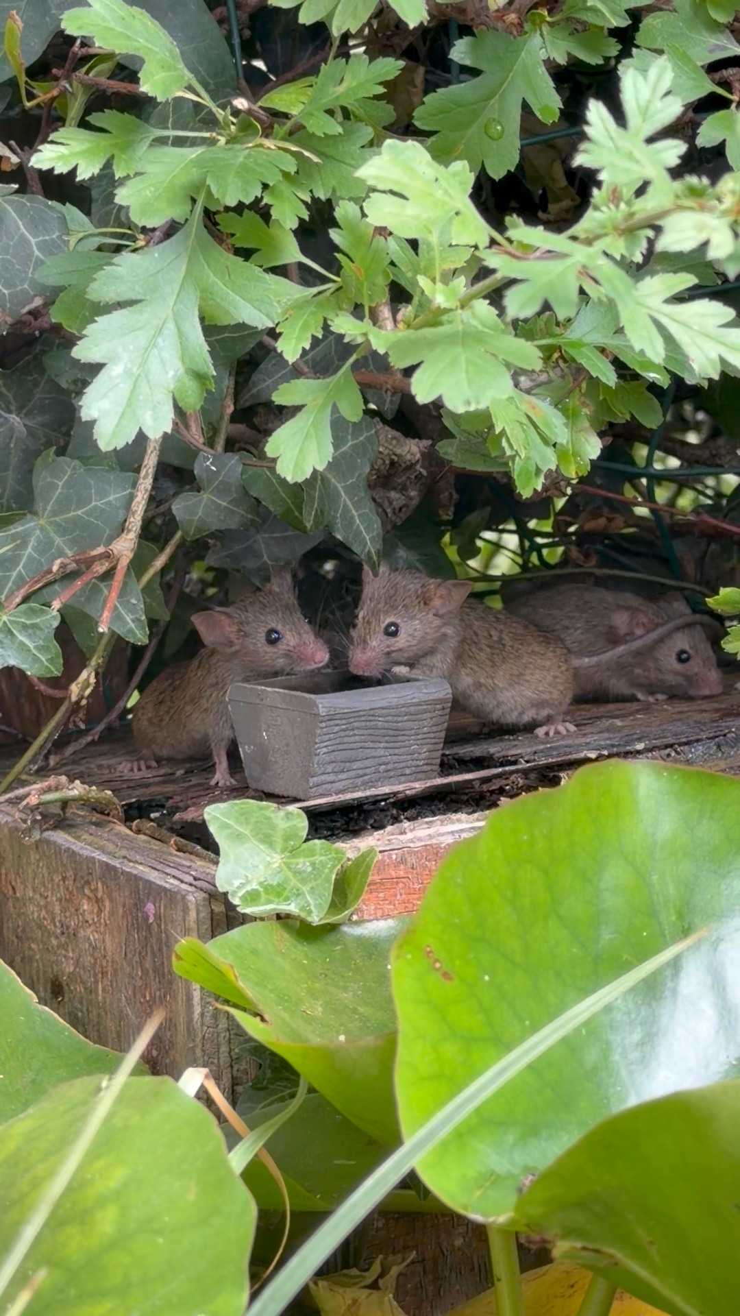 The kissing mouse, short but sweet | The Mouse family that live by