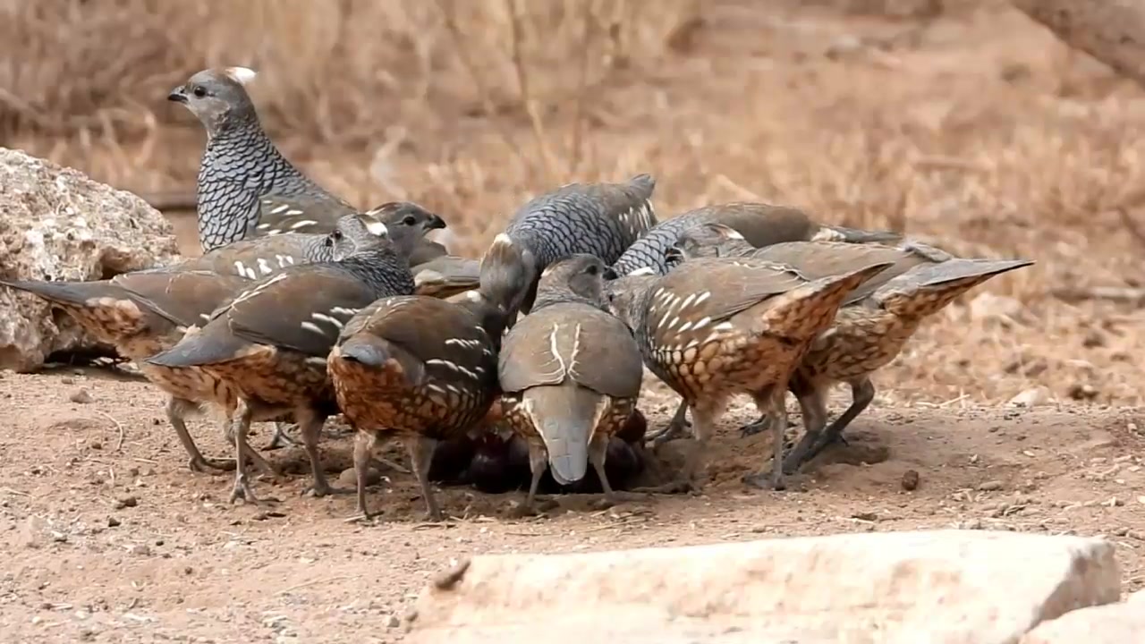 It’s breakfast time for these Scaled Quails at Ranchito Los Coyotillos ...
