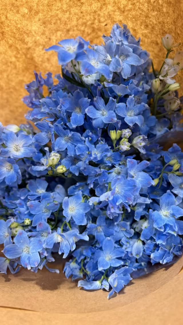 Japanese Delphinium has arrived. And it is GRANDE! 🇯🇵 #flowers