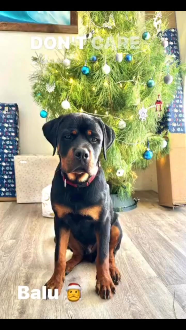 Growler Rottweilers on Reels | Facebook