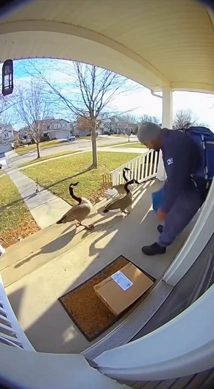 Ring Camera Catches Mailman vs. Angry Geese — Until a Deer Interrupts ...