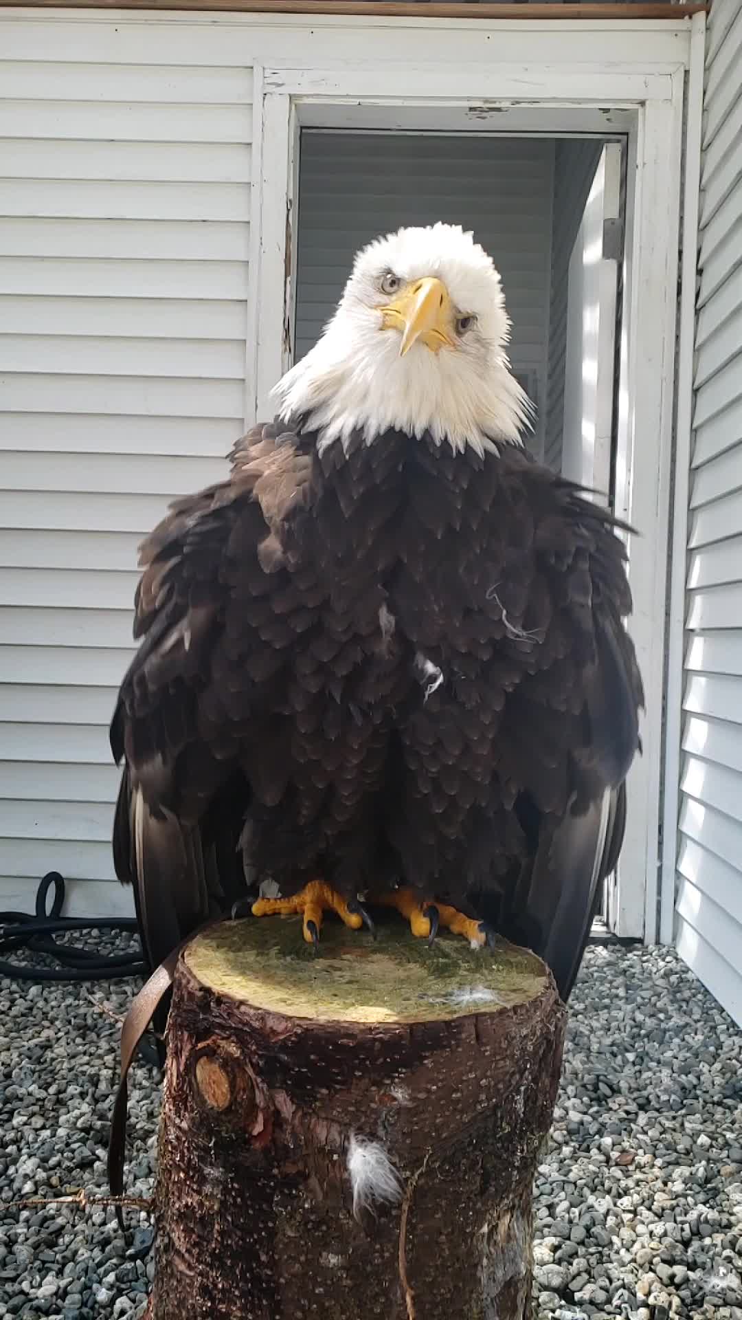 Spirit, a Bald Eagle and Raptor-in-Residence here at the Alaska Raptor ...