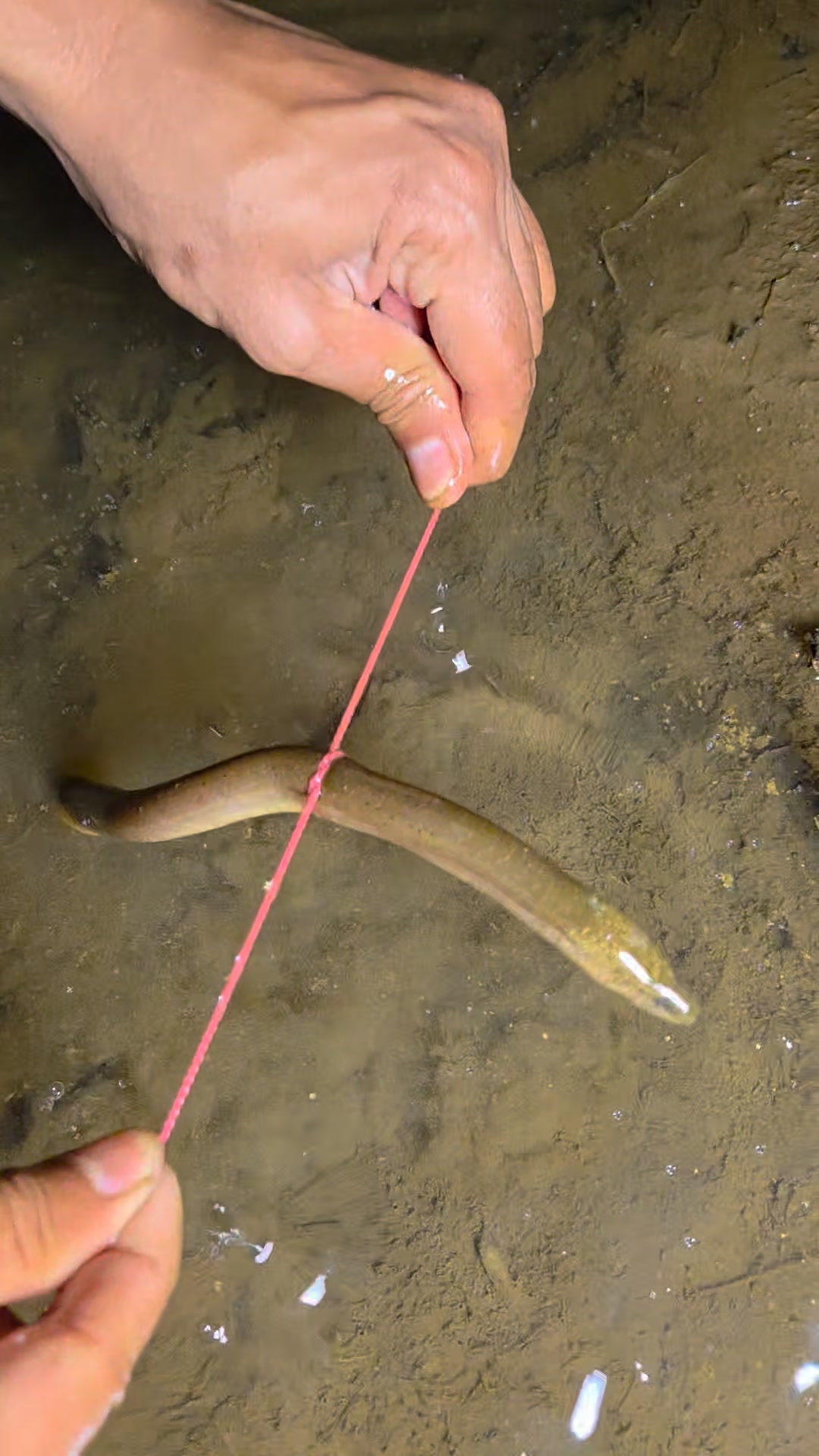 A rare technique for catching eels with a rope lines | RizkiArt | Facebook