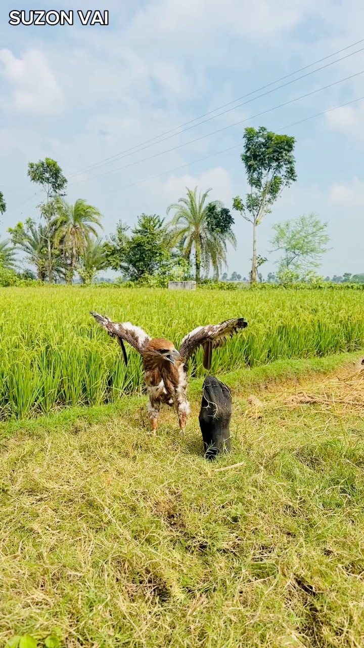 The bird flew away and then #funn #usa | সুজন ভাই