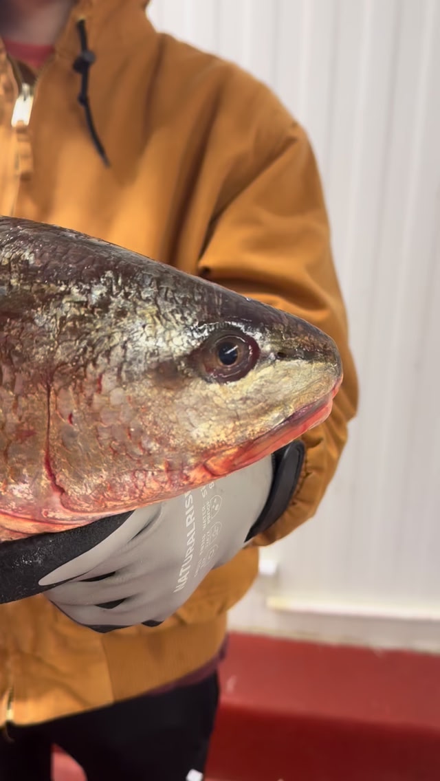 Sam Rust Seafood
