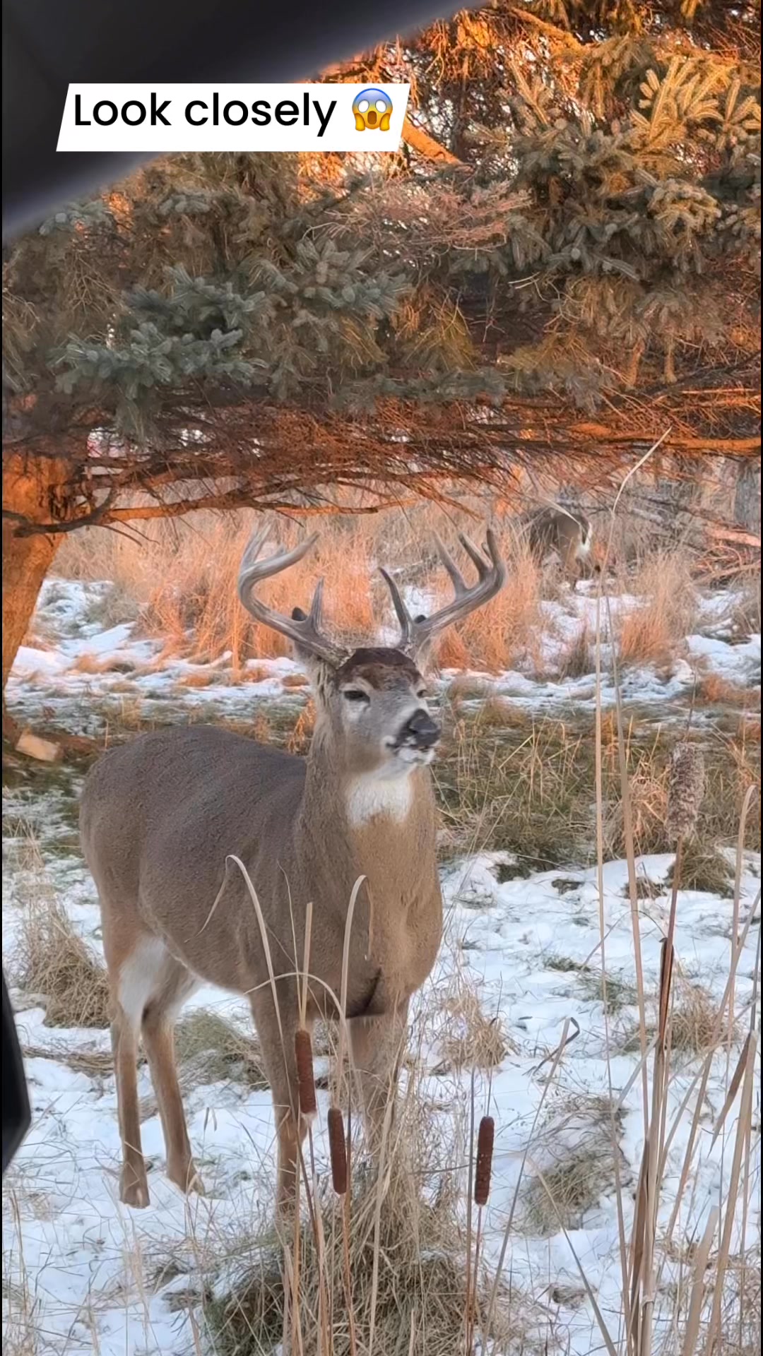 I observed for a few days that all the bucks look normal except this ...
