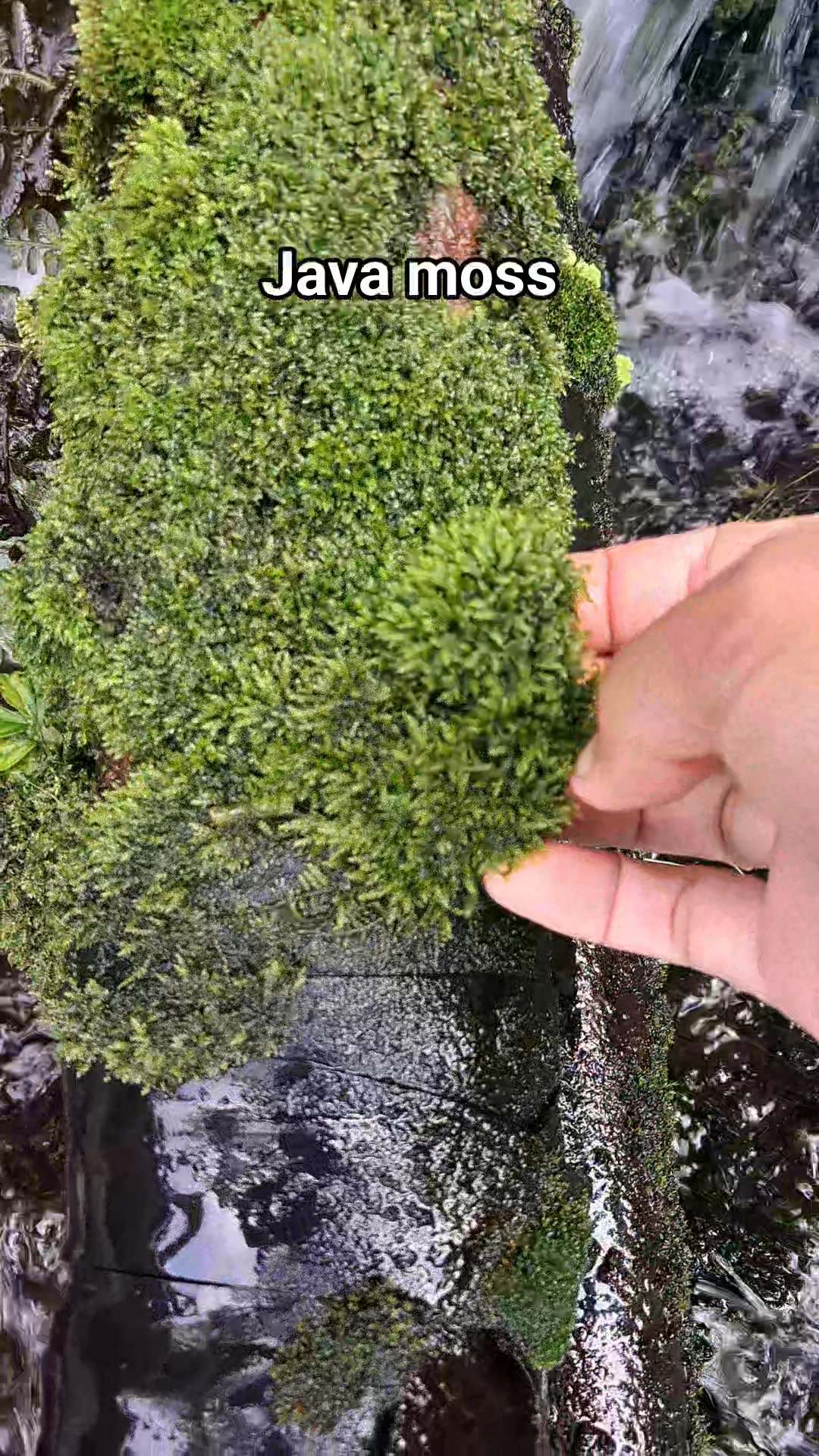Fresh Java moss in the spring for aquarium. #aquascapingnegros # ...