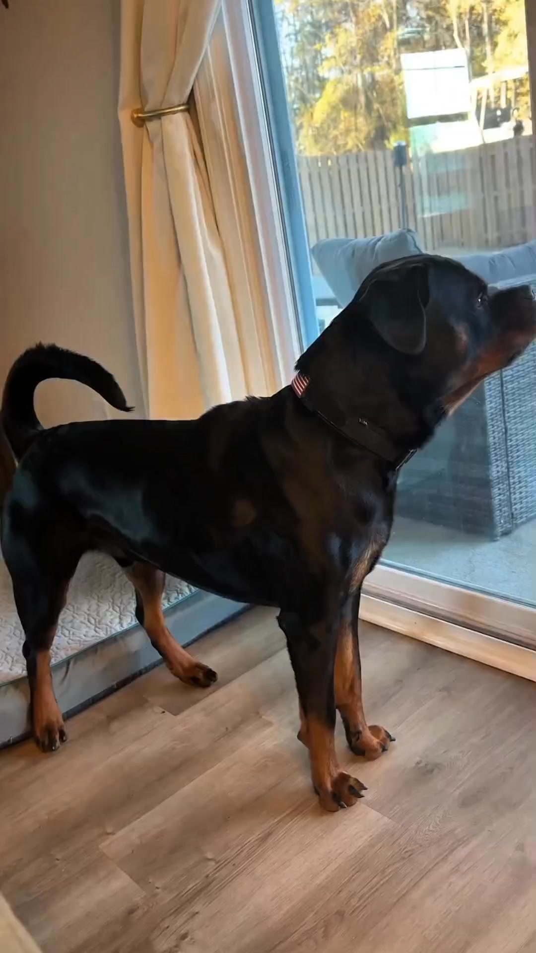 Always watching : #fblifestyle #rottweiler #dogsofinstagram #dog # ...