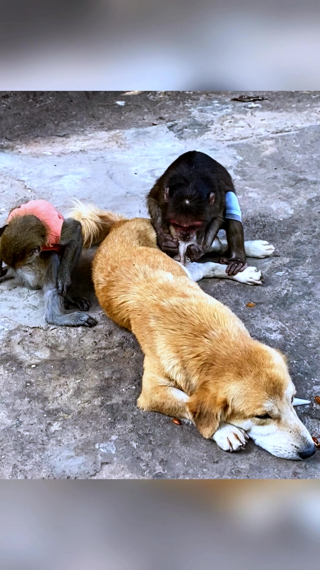 Take care friends - Monkey and dog #monkey #monkeys #animals #wildlife ...