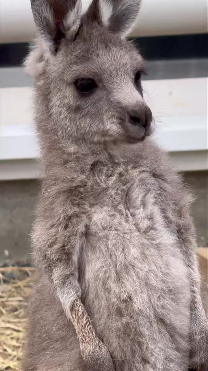 Just Noelle the Christmas roo getting some hopping practice ️ ️ # ...