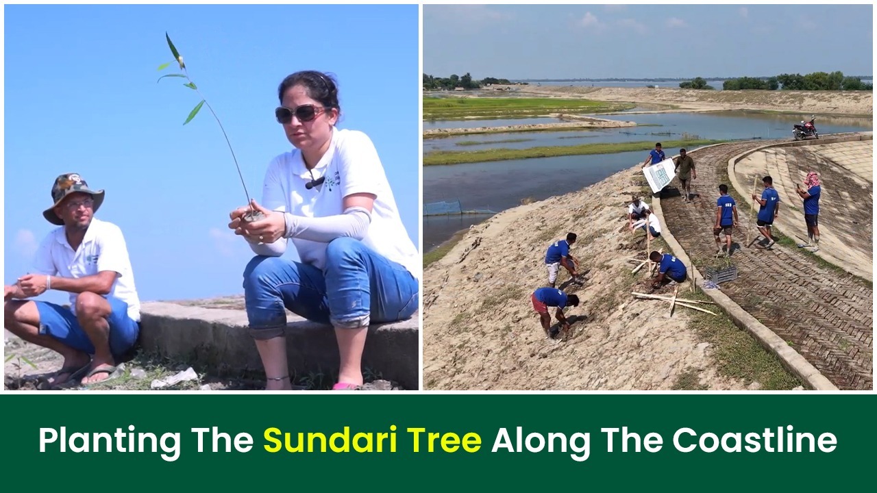 Ever heard of the Sundari Tree? 🤔 The... - GrowBillionTrees | Facebook