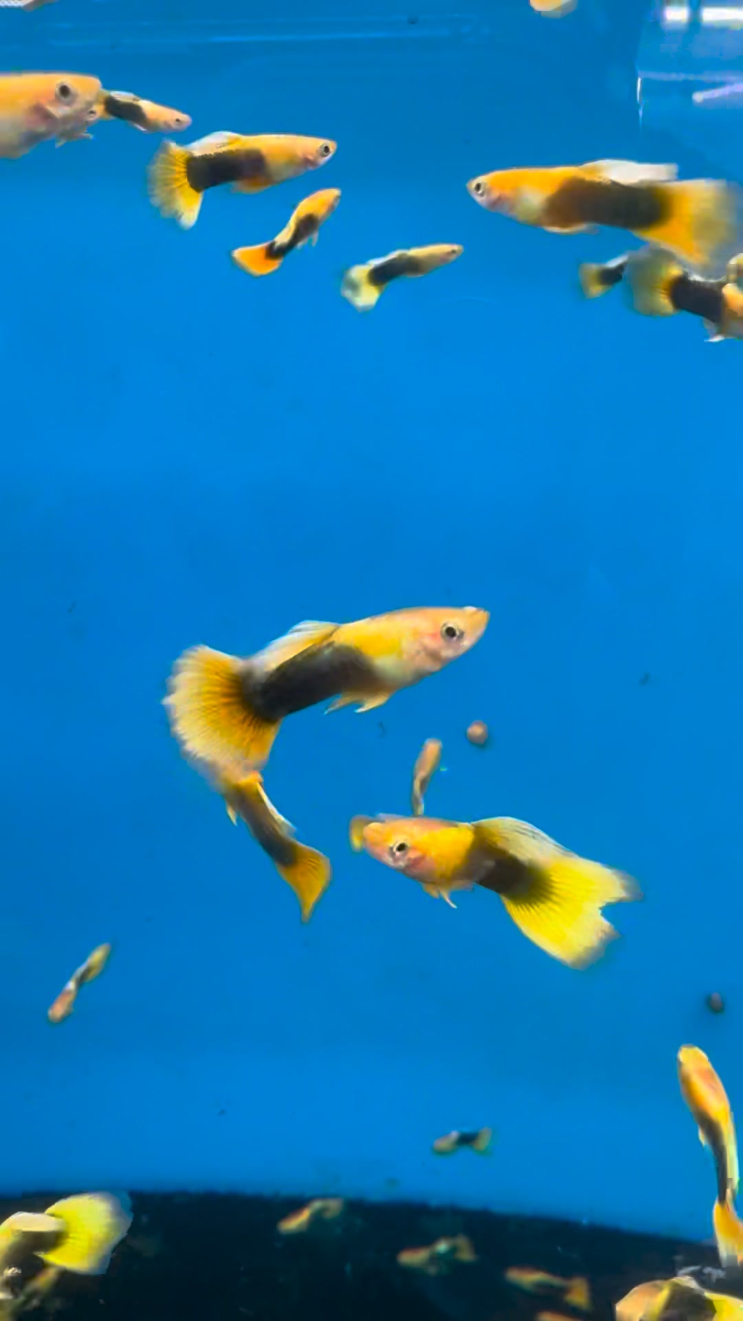 New fish arrival. “Yellow Tuxedo Guppy”. Free shipping on order