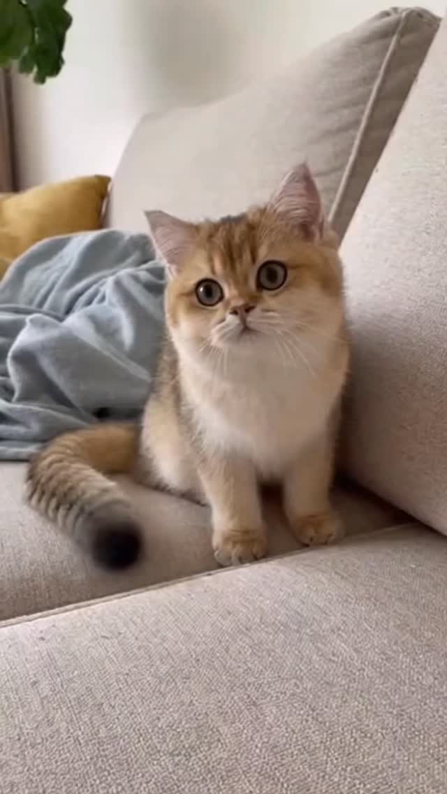 Curated visual reference: Pretty Little Buddy Cat Cute Viral Kittens Photo Inspiration