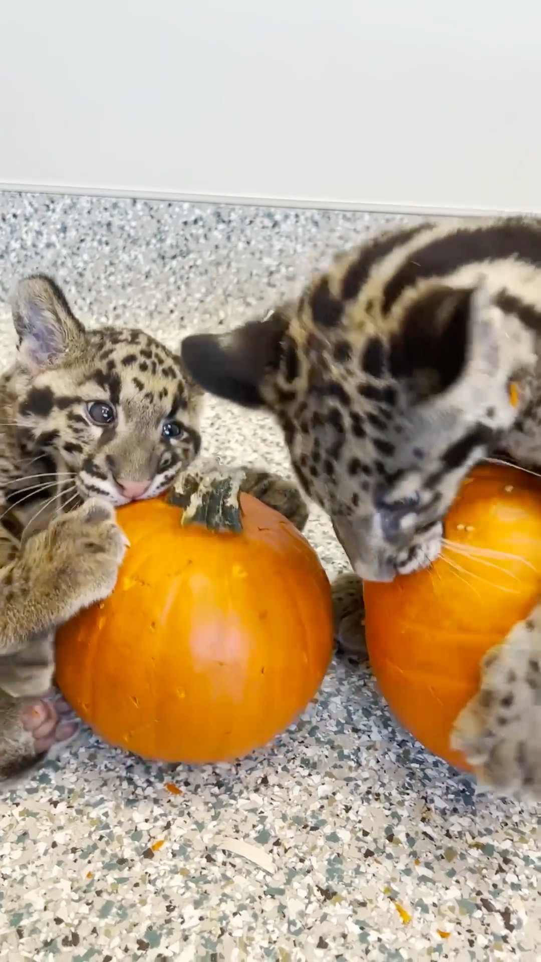 Our clouded leopard cubs officially have names! Meet Jade and Dzi