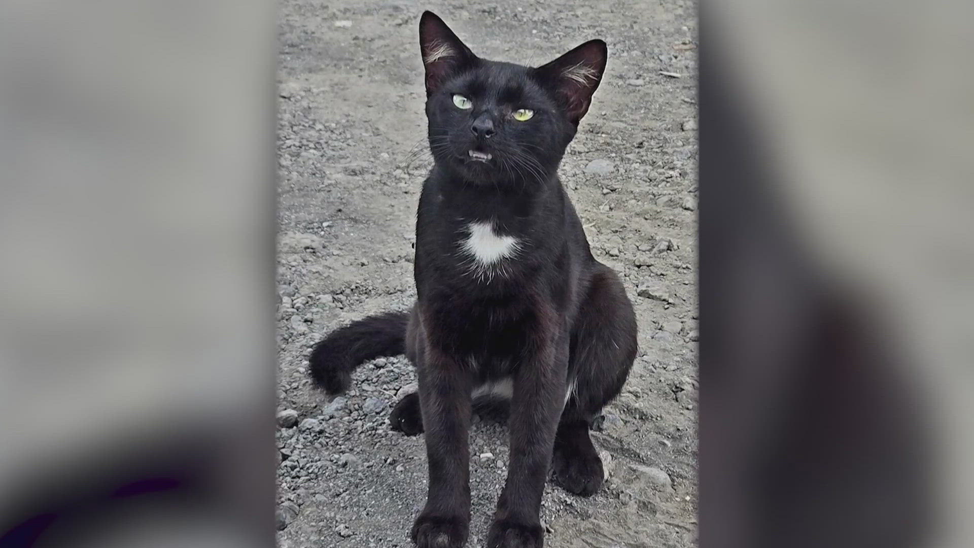 オアフ島から来た猫 Texas radio station matches a Hawaiian cat with a new Texas owner