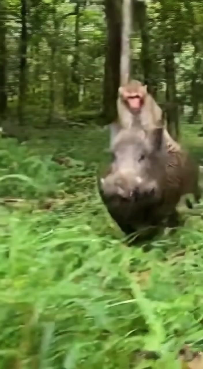 Monkey rides a Wild Boar on patrol and the ejection! 🐒🏇🐗 #When # ...
