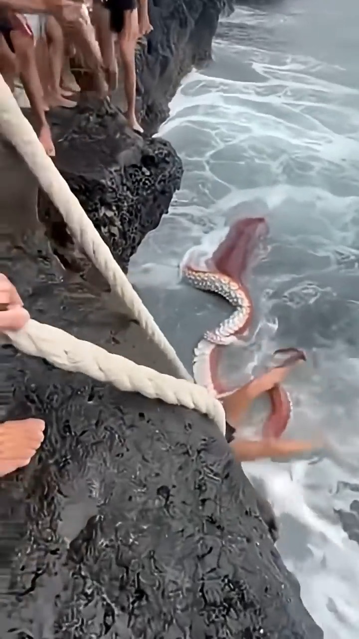 Rope Lifeline Saves Her From A Giant Squid #giantsquid #cliffrescue # ...