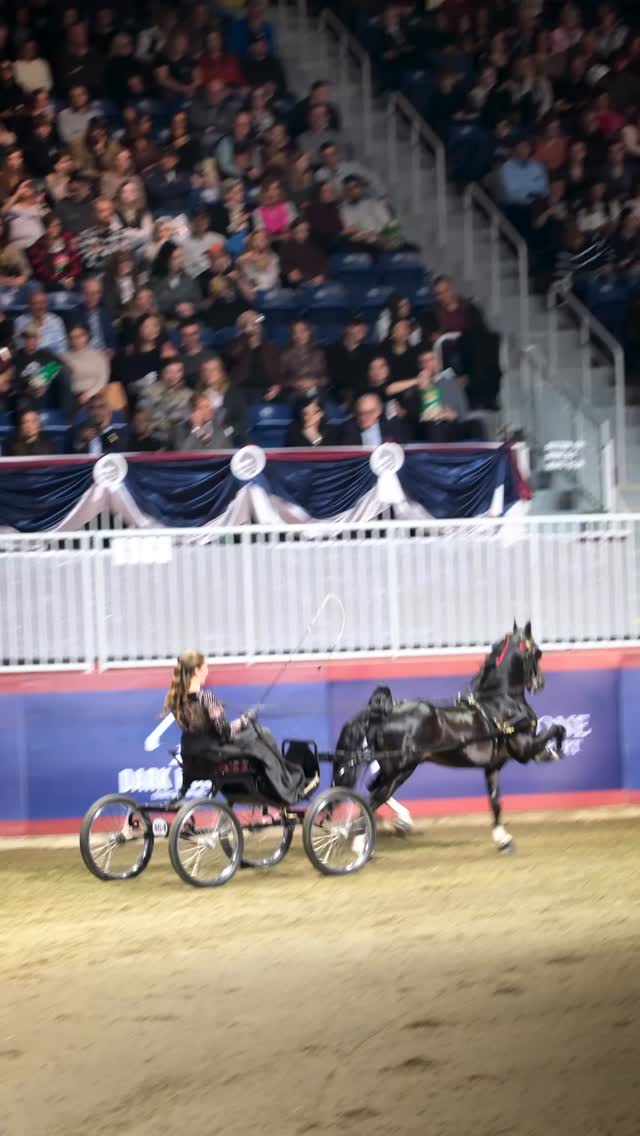 Small in size, massive in presence. 🌟🐴 From their 19th-century roots to ...