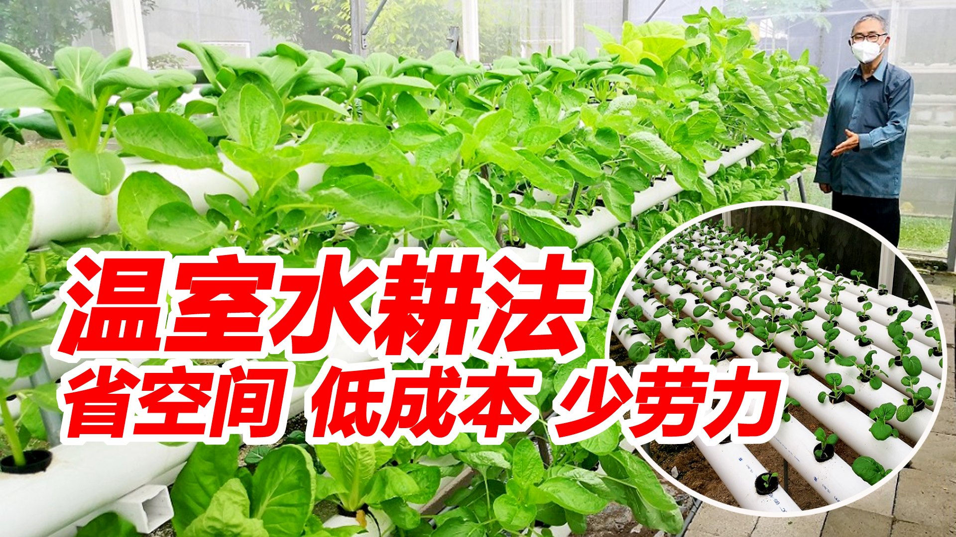 温室水耕法省空间低成本又少劳力 农情 专题 東方網馬來西亞東方日報