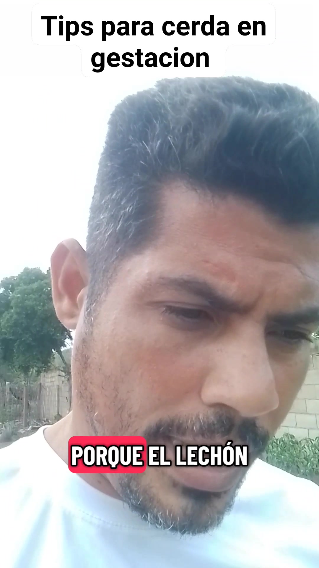 aca les dejo un tips para una cerda en gestación falta dónde 3 a 5 días ...