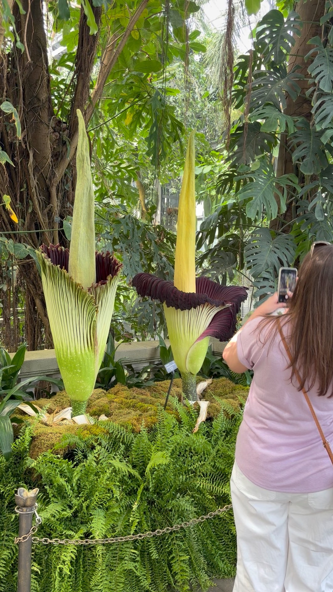 Amorphophallus plant set to bloom at Milwaukee Public Museum