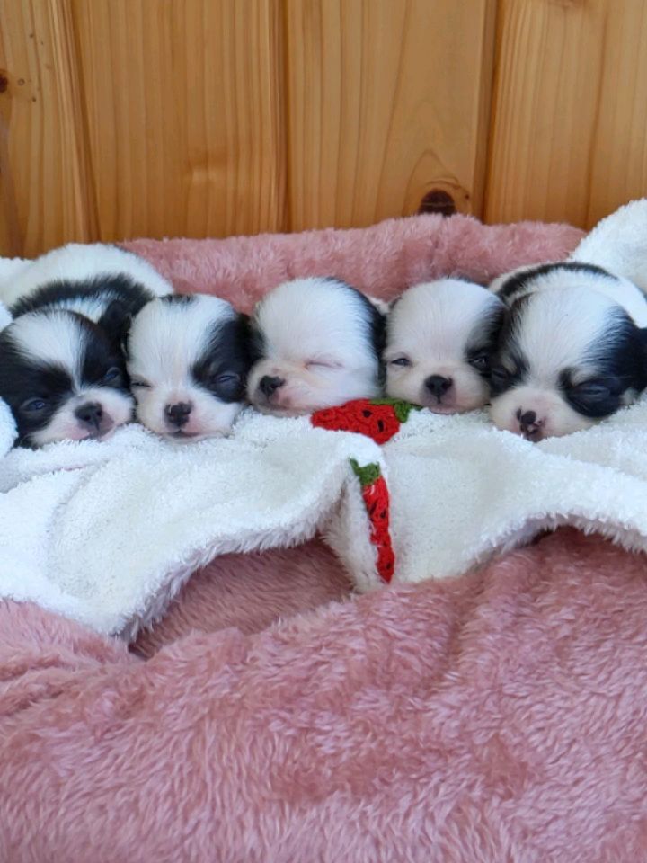 チワワ、プードル犬舎 ペットショップケンネルキャラ | Niigata-shi