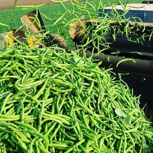 Kalfresh Vegetables - Home