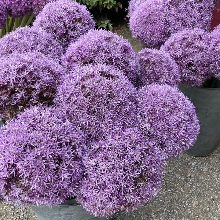 #allium #zierlauch #blumenzwiebeln #blumenzwiebel #gartenfestivals #Blumen #Pflanzen #kugellauch #Garten #Frühlingsblüher www.bumenzwiebel.de | Blumenzwiebel Rotter